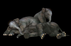 Playful Baby Elephants Resting PNG image with transparent background