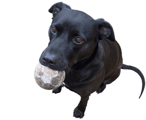 Cute Dog, Labrador, Pet, Animal, Card, Canine, Playful - Dog Catches Something, HD Png Download PNG image with transparent background
