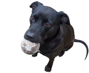 Playful Black Dog With Ball PNG Image