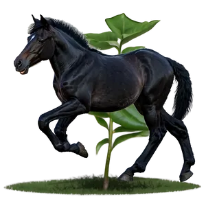 Playful Black Foal Horse Png 1 PNG Image