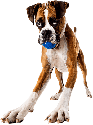 #boxerdog #boxer #dog #playful #ball #dogplaytime #playwithme - Boxer, HD Png Download PNG image with transparent background