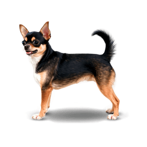 Playful Chihuahua PNG 06112024 PNG image with transparent background