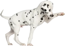 Playful Dalmatian Dog Pose PNG Image