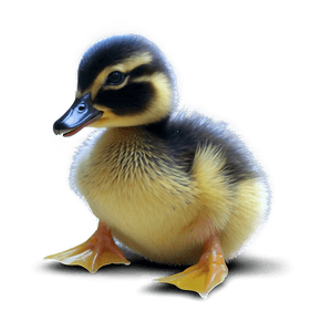 Playful Duckling PNG kyp86 PNG