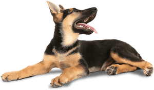 Transparent Dogs Playing Png - German Shepherd Looking Up, Png Download PNG image with transparent background