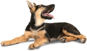 Playful German Shepherd Puppy PNG Image