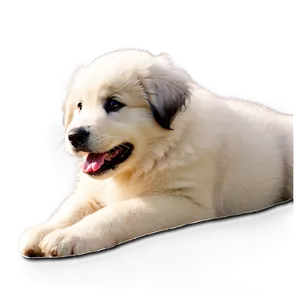 Playful Great Pyrenees Puppy Png 9 PNG Image