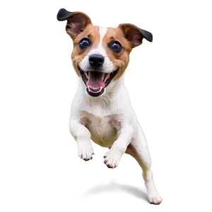 Playful Jack Russell Png Cct3 PNG Image