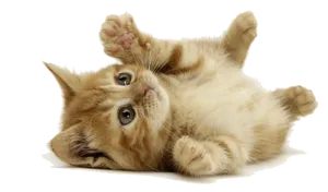 Playful Kitten Black Background.jpg PNG Image