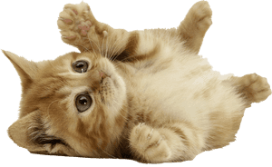 Download Cat Png - Cute Cat Transparent Background, Png Download PNG image with transparent background