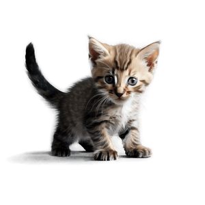 Playful Kitten PNG 05232024 PNG