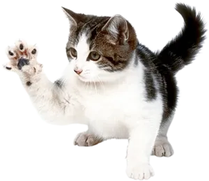 Playful Kitten Raising Paw PNG Image