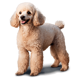 Playful Poodle Pose PNG nax38 PNG image with transparent background