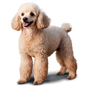 Playful Poodle Pose Png Nax38 PNG Image