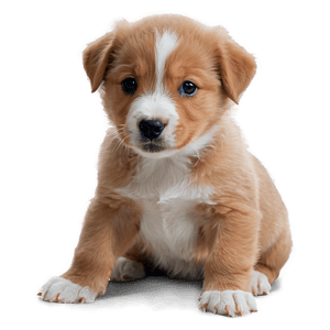 Playful Puppy PNG qqp12 PNG