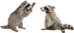 Raccoons Png - Raccoon No Background, Transparent Png PNG image with transparent background