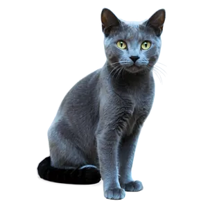 Playful Russian Blue Cat Png Jvf PNG Image