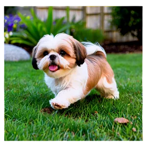 Playful Shih Tzu In Yard Png 45 PNG Image