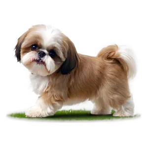 Playful Shih Tzu In Yard Png Ajb4 PNG Image