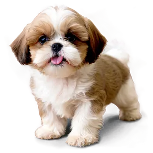 Playful Shih Tzu Puppies Png Qkb7 PNG Image