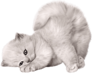 Cat Png - Cute Cat Transparent Background, Png Download PNG image with transparent background