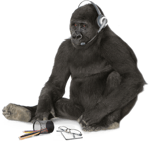 Please Fill In The Following Form And We'll Be In Touch - Mountain Gorilla, HD Png Download PNG image with transparent background
