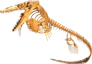 Plesiosaur Skeleton Fossil PNG Image