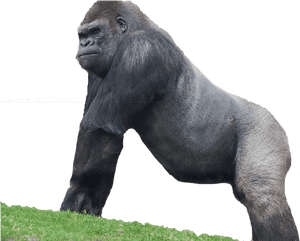 Png Gorilla, Transparent Png PNG image with transparent background