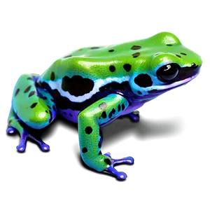 Poison Dart Frog Png 06132024 PNG Image