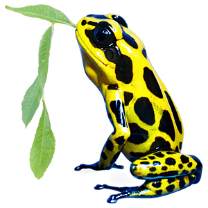 Poison Dart Frog PNG 06212024 PNG