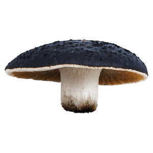 Poisonous Fungi PNG 98 PNG