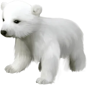 Polar Bear Cub Illustration PNG Image