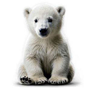 Polar Bear Cub PNG 05062024 PNG image with transparent background
