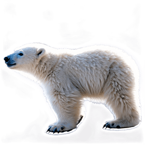 Polar Bear Cub PNG 05062024 PNG image with transparent background