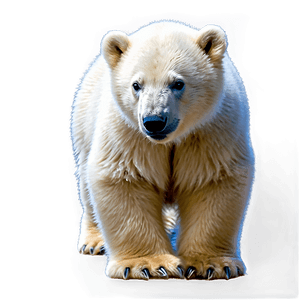 Polar Bear Cub PNG 67 PNG image with transparent background
