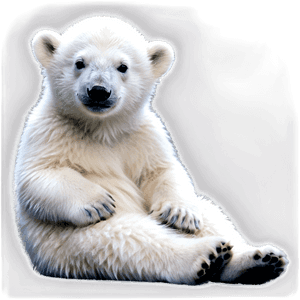 Polar Bear Cub PNG gxq47 PNG image with transparent background