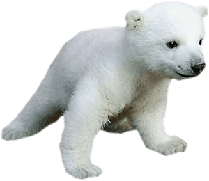 Polar Bear Baby Animals For Kids - Png Polar Bear Transparent Baby, Png Download PNG with transparent background
