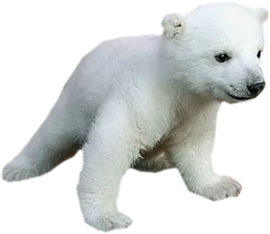 Polar Bear Cub Walking PNG Image