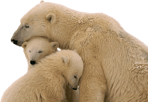 Snow Bear Png Transparent Image - Polar Bears Transparent Background, Png Download PNG image with transparent background
