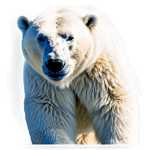 Polar Bear Illustration PNG 05062024 PNG image with transparent background