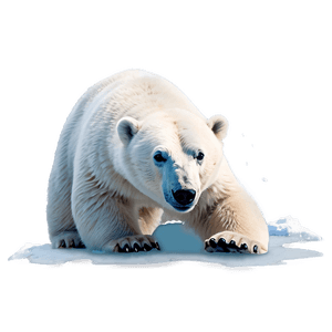 Polar Bear Illustration PNG 64 PNG image with transparent background