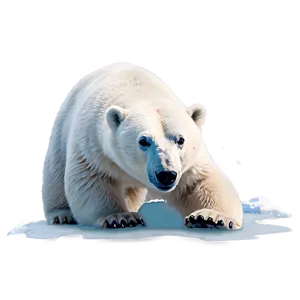 Polar Bear Illustration Png 64 PNG Image