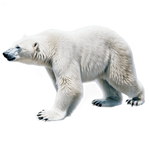 Polar Bear Illustration PNG 64 PNG image with transparent background