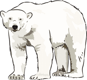 Transparent Polar Bear Clip Art - Polar Bear Art Clip, HD Png Download PNG with transparent background