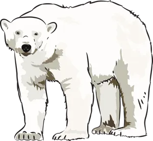 Polar Bear Illustration PNG Image