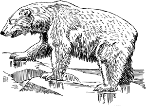Polar Bear Svg Clip Arts - Black And White Images Of A Polar Bear, HD Png Download PNG image with transparent background