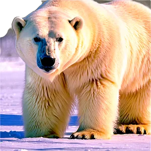 Polar Bear North Pole Habitat Png Ntl PNG Image