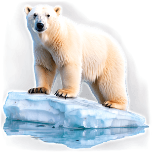 Polar Bear on Iceberg PNG 05062024 PNG image with transparent background