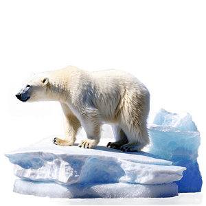 Polar Bear on Iceberg PNG 05062024 PNG image with transparent background