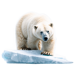 Polar Bear on Iceberg PNG lvx15 PNG image with transparent background
